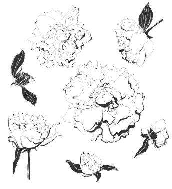 Vektör vintage peonies kümesi. Elle çizilmiş illüstrasyon.