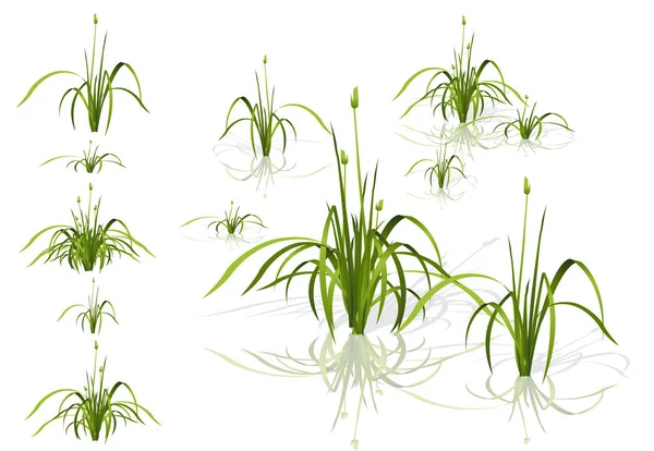 Reed isolé par vecteur. Plantes aquatiques en différentes variantes avec ombres . — Image vectorielle