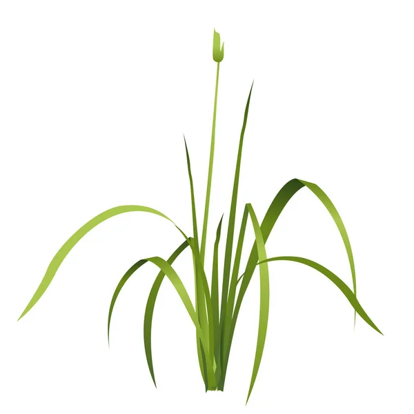 Vektör izole reed. Su yeşil bitki.