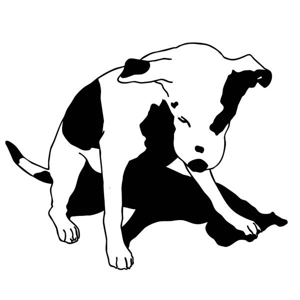 Векторная черно-белая собака сидит. Умная и дорогая собачка . — стоковый вектор