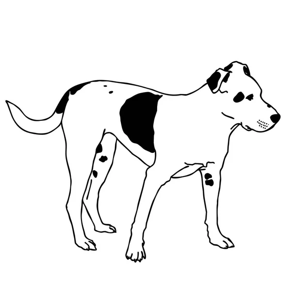Vector zwart-witte hond zit. Slim en liefste hondje. — Stockvector