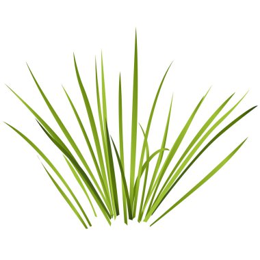 Vector isolated reed. Water plants in different variants, white background. clipart