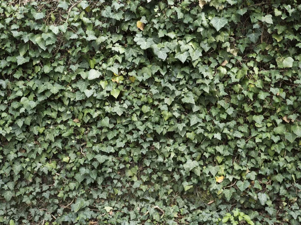 Зеленый плющ скрывает стену. Естественная текстура фона . — стоковое фото