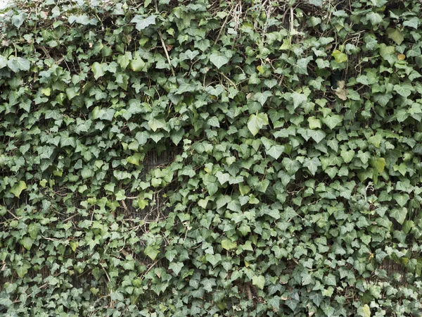 Edera verde nasconde muro. texture di sfondo naturale . — Foto Stock
