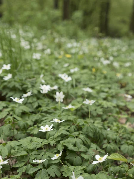 Anemone della foresta, fiore bianco. Scenario primaverile con luce variabile . — Foto Stock