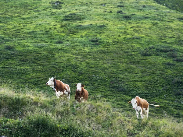 Verschillende koeien grazen op de berg weide. Alpine traditionele landbouw. — Stockfoto