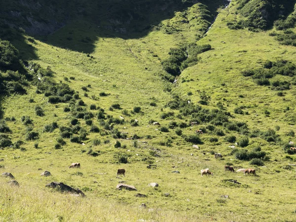 Birkaç inek Dağı mera üzerinde otlatma. Alp geleneksel tarım.