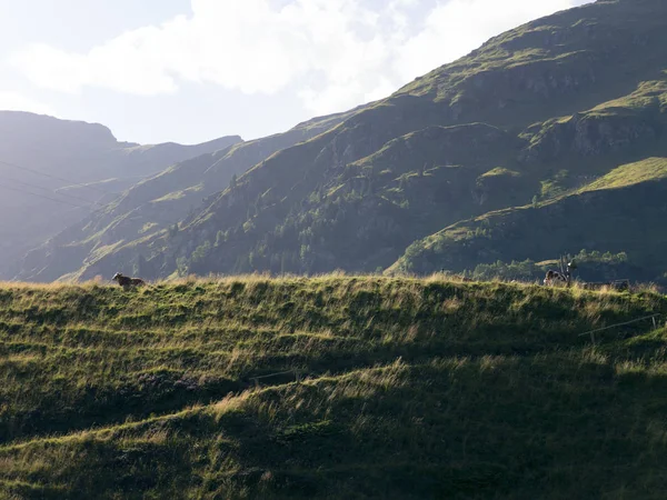 Кілька корів пасуться на гірських пасовищах. Альпійське традиційне землеробство . — стокове фото