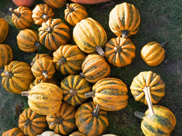 Pumpa skörden. Halloweenpumpor. Hösten lantlig rustik bakgrund med vegetabiliska märg. — Stockfoto