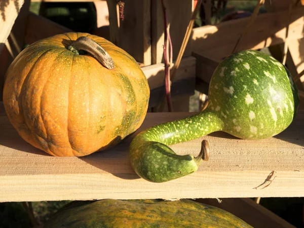 Raccolta delle zucche. Zucche di Halloween. Autunno rurale rustico sfondo con midollo vegetale . — Foto Stock
