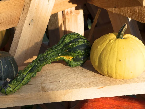 Cosecha de calabaza. Calabazas de Halloween. Fondo rústico rural otoñal con médula vegetal . —  Fotos de Stock