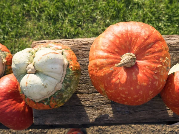 Cosecha de calabaza. Calabazas de Halloween. Fondo rústico rural otoñal con médula vegetal . —  Fotos de Stock