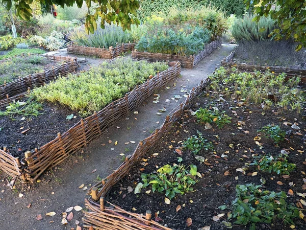 Camas de mimbre elevadas vegetales. Equipo de jardinería para jardineros domésticos . —  Fotos de Stock