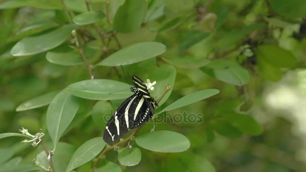 Mariposa blanca y negra en la hoja. Primer plano de mariposa sentada en planta verde . — Vídeo de stock