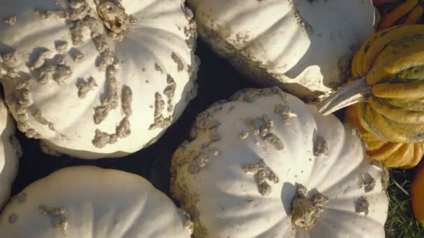 Збирання гарбуза. Хелловінські гарбузи. Осінній сільський сільський фон з овочевим мозком . — стокове відео
