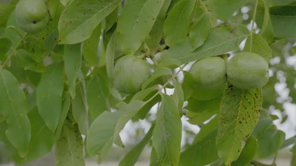 核桃在收获前的树枝上。未煮熟的绿色坚果和树叶在风中漂浮的树枝上. — 图库视频影像