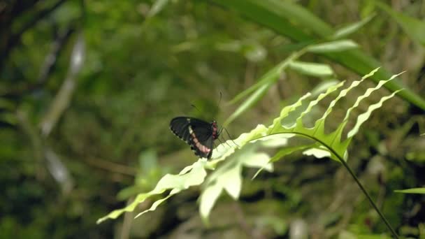 Zwart-wit vlinder op blad. Close-up van vlinder van de vergadering op groene plant. — Stockvideo