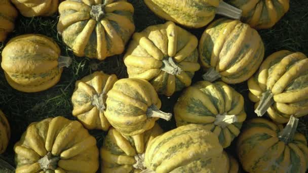 Kürbisernte. Halloween-Kürbisse. Herbst ländlichen rustikalen Hintergrund mit Gemüsemark. — Stockvideo