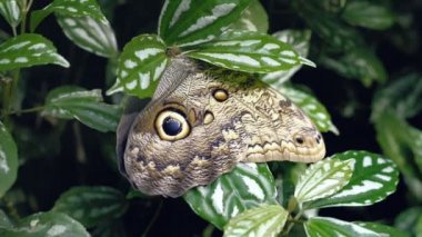 Yaprak üzerinde güzel kelebek. Yakın çekim yeşil bitki üzerinde oturan kelebek.