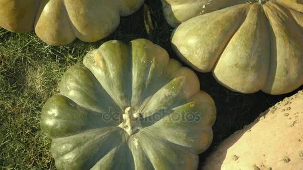 カボチャを収穫します。ハロウィンのカボチャ。野菜骨髄と秋の農村の素朴な背景. — ストック動画