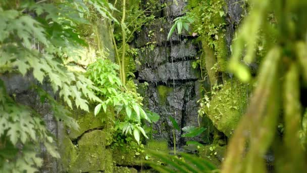 Tropiskt vattenfall i den tropiska regnskogen. Falla och rinnande vatten på rock, droppar falla i vatten och stenar. — Stockvideo