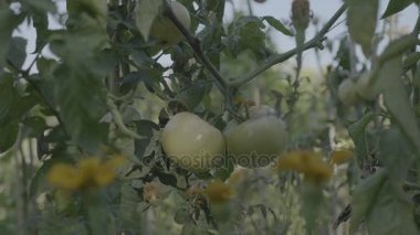 Domates Çiçeklik gün batımında. Destek çubukları ile sarı domates.