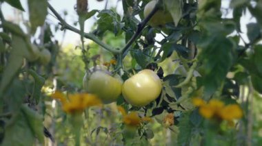 Domates Çiçeklik gün batımında. Destek çubukları ile sarı domates.