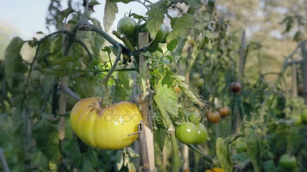 Cama de flores de tomate al atardecer. Tomates amarillos con varillas de soporte . — Vídeo de stock