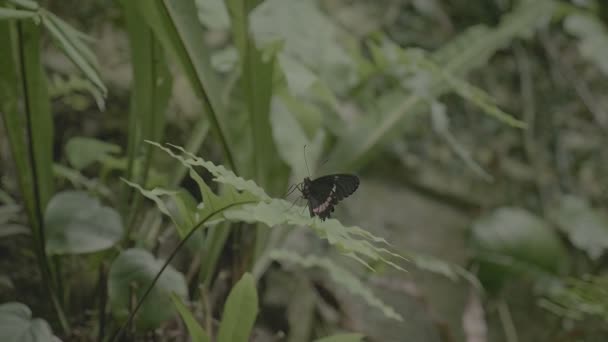 Close-up de borboleta sentado na planta verde . — Vídeo de Stock