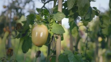 Domates Çiçeklik gün batımında. Destek çubukları ile sarı domates.