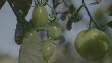 Domates Çiçeklik gün batımında. Destek çubukları ile sarı domates.