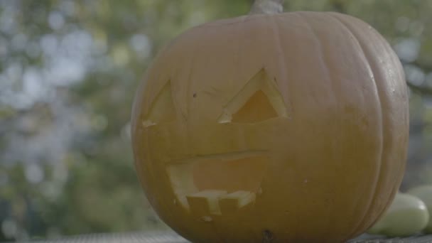 Calabaza de halloween tallada espeluznante cabeza de espantapájaros. Preparación de calabazas de Halloween . — Vídeo de stock