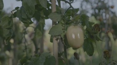 Domates Çiçeklik gün batımında. Destek çubukları ile sarı domates.