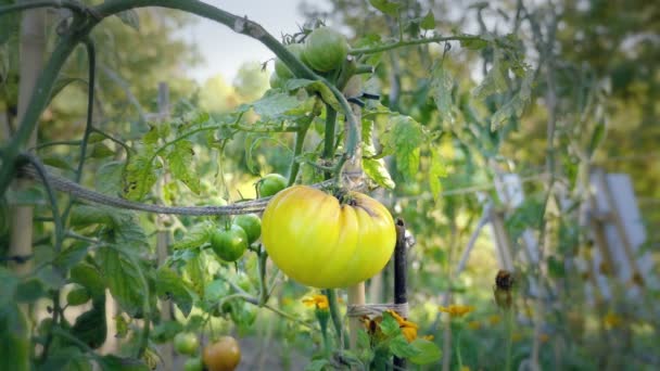 Cama de flores de tomate al atardecer. Tomates amarillos con varillas de soporte . — Vídeos de Stock