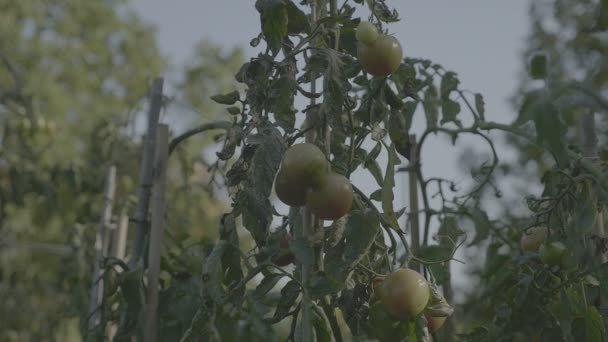 Aiuola di pomodoro al tramonto. Pomodori gialli con aste di sostegno . — Video Stock