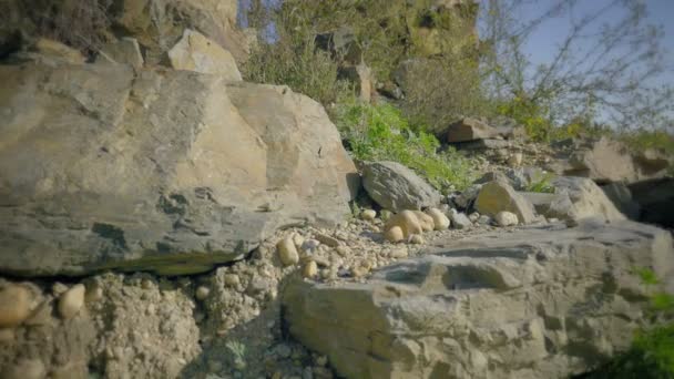 Jardín botánico de montaña en un día soleado. Lecho de flores en forma de flor con flores de pradera o desierto . — Vídeo de stock