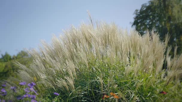 Hoog gras in de wind. Kant schoot bij zonsondergang. Natuurlijke achtergrond met dromerige sfeer. — Stockvideo