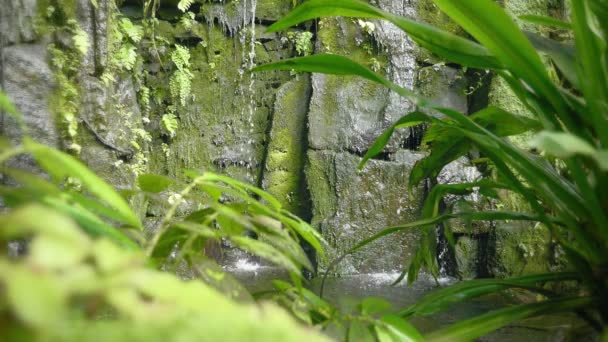 Cascada tropical en la selva tropical. Caída y corriente de agua en la roca, gotas cayendo en el agua y piedras . — Vídeos de Stock