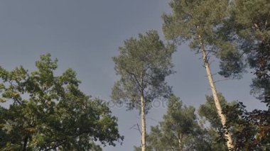 Kron çam mavi gökyüzü arka plan üzerinde. İğne yapraklı ağaç kabuğu ile gündoğumu güneşli havalarda. Aşağıdan görüntülemek için ağaç, bir kurbağa perspektif görünüm alt.