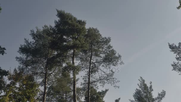 Kronor Furu Blå Himmel Bakgrund Barrträd Med Bark Soluppgång Soligt — Stockvideo