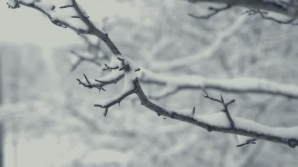 雪の冬の風景 木の枝のディテール すべては新雪で覆われています 北欧の探偵のように強烈な雰囲気 冬クリスマスのテーマの背景 静的な一日を撮影 — ストック動画