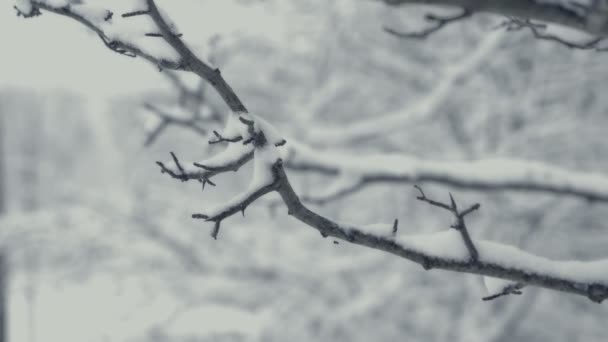 Paysage Hivernal Avec Chute Neige Détail Une Branche Arbre Tout — Video