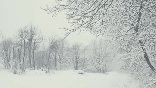 Paisagem Inverno Com Neve Caindo Tudo Coberto Com Fresco Uma — Vídeo de Stock