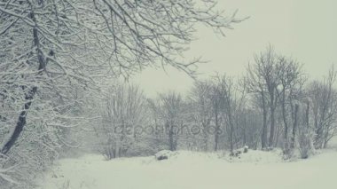 Düşen kar kış manzara. Her şey taze güç ile kaplıdır. Nordic dedektifler gibi yoğun bir atmosfer. Kış için Noel tema arka plan. Statik gün vurdu.