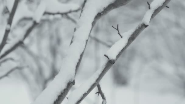 Winter Landschap Met Dalende Sneeuw Detail Van Tak Van Boom — Stockvideo