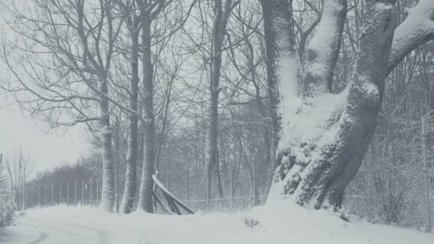 Sentier Enneigé Avec Sentiers Paysage Hivernal Avec Chute Neige Tout — Video