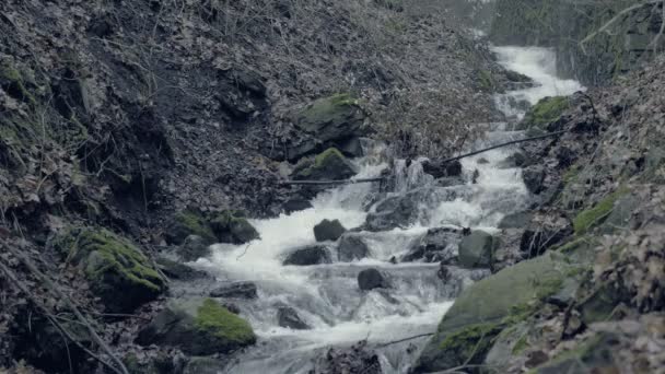 Misty Mystérieux Ruisseau Petit Ruisseau Brumeux Traversant Une Vallée Pittoresque — Video