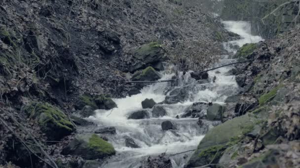 Misty Misterioso Arroyo Pequeño Arroyo Niebla Que Fluye Través Pintoresco — Vídeo de stock