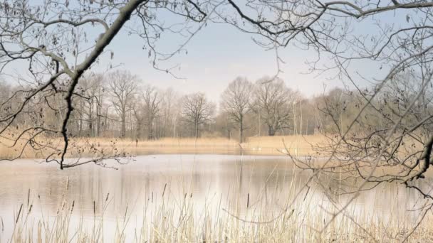 Jezero Volně Žijících Ptáků Reed Kolem Jezera Slunečný Jarní Atmosféru — Stock video