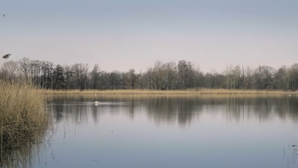 Cisne Branco Flutuando Superfície Lagoa Reed Gramíneas Primeiro Plano Ambiente — Vídeo de Stock